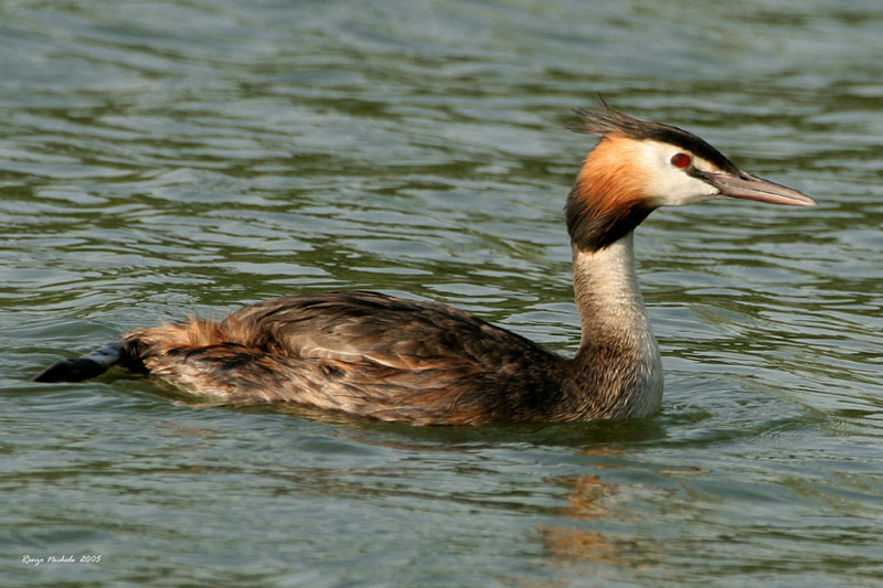 Svasso maggiore - Podiceps cristatus